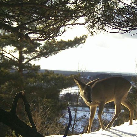 Villa Jura Pokoje Goscinne Zarki Exteriér fotografie